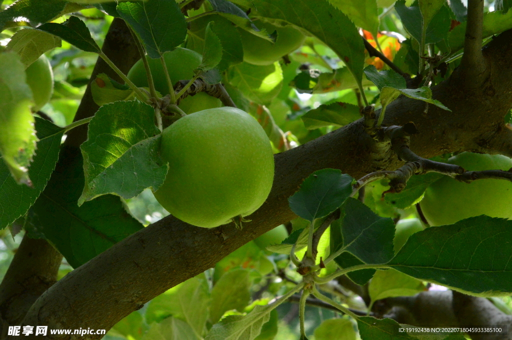 青苹果  