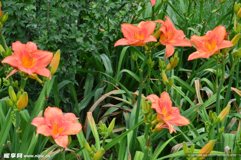 萱草花  