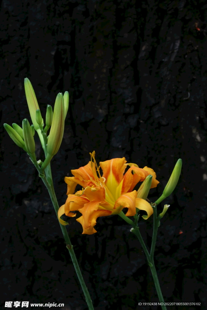 萱草花 