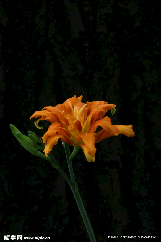 萱草花