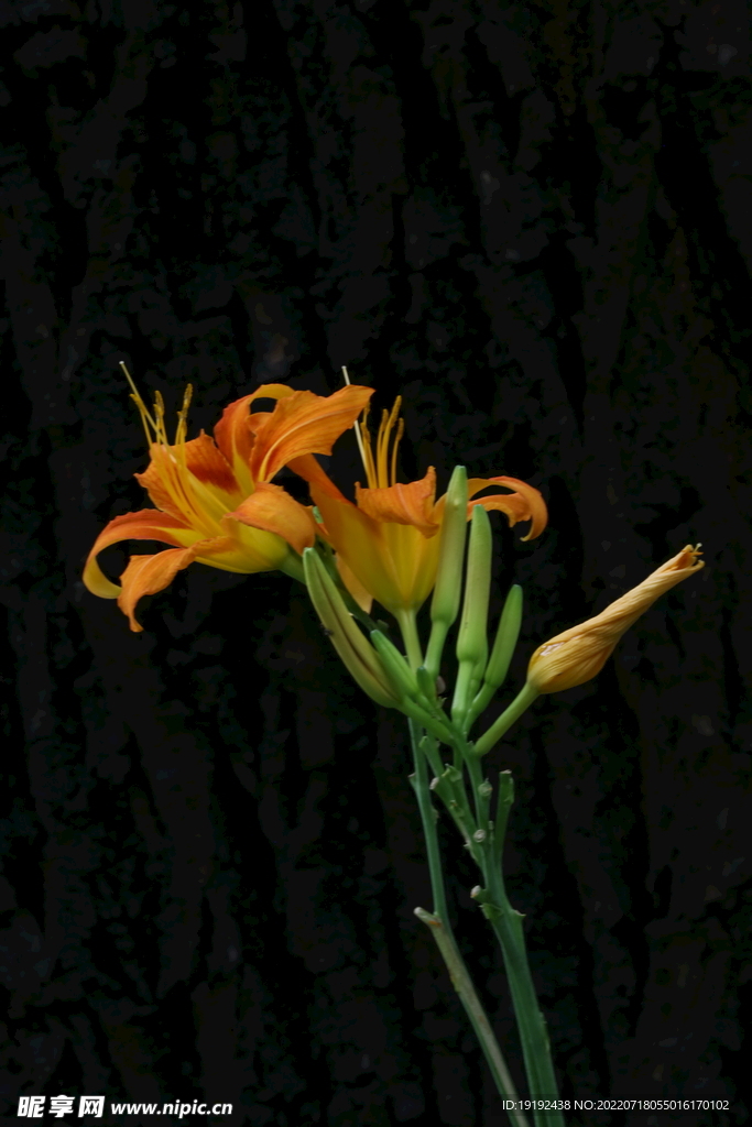 萱草花