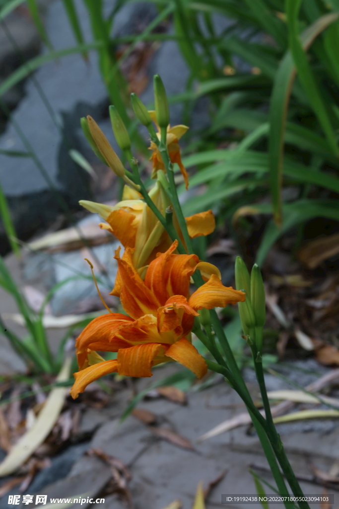 萱草花