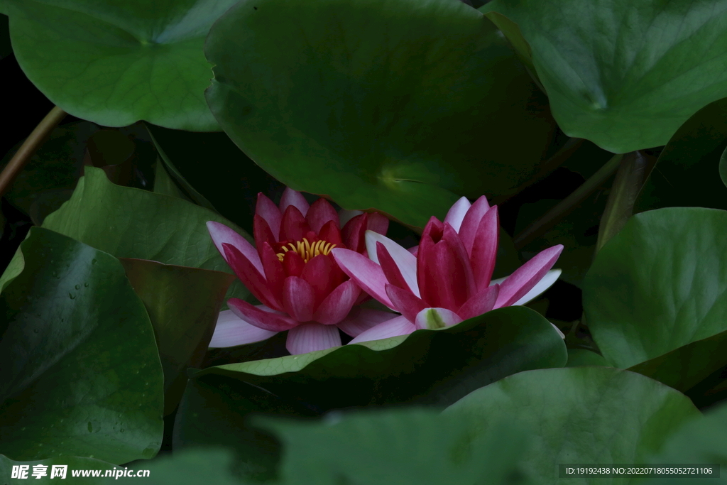 睡莲花