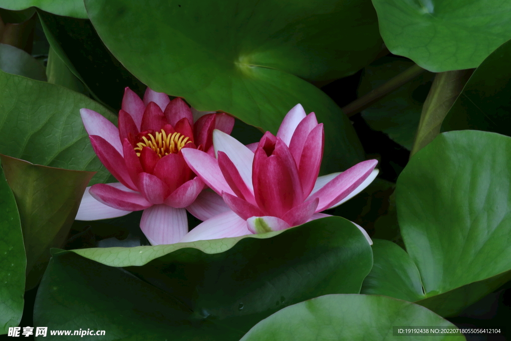 睡莲花 