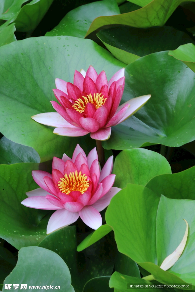 睡莲花