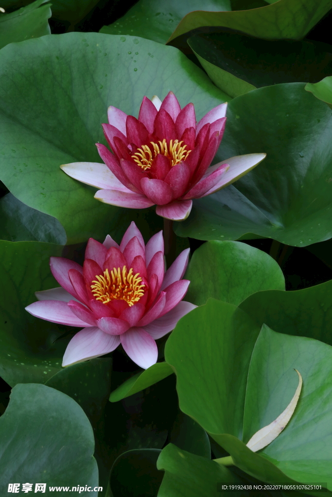 睡莲花 