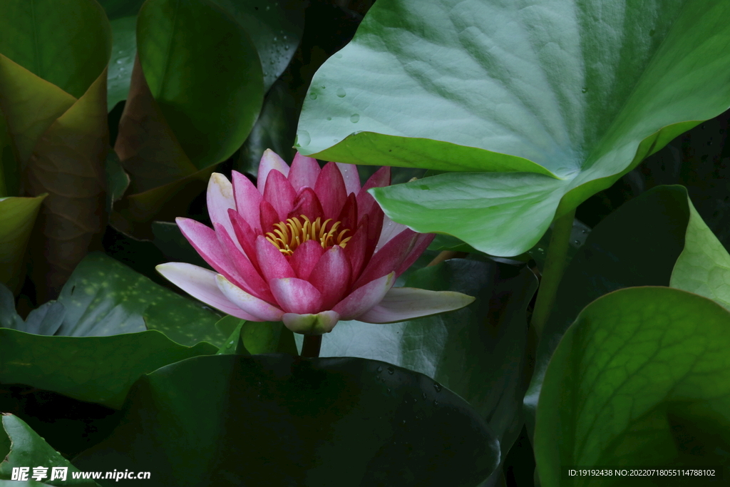 睡莲花