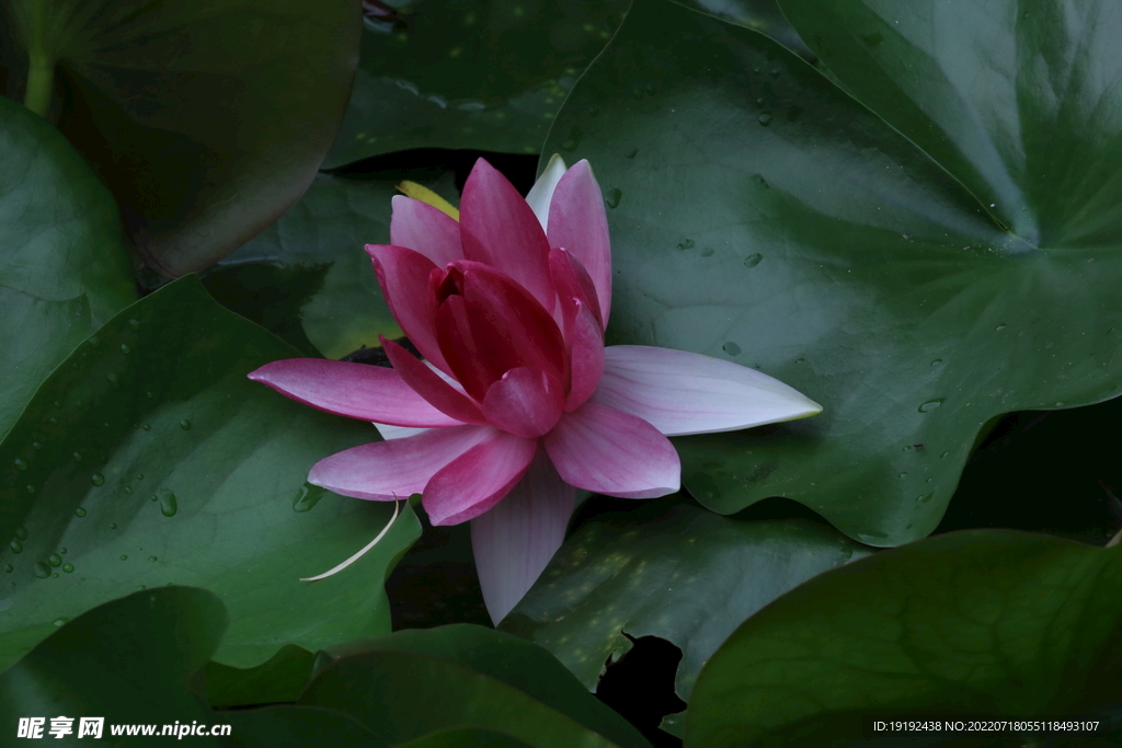 睡莲花 