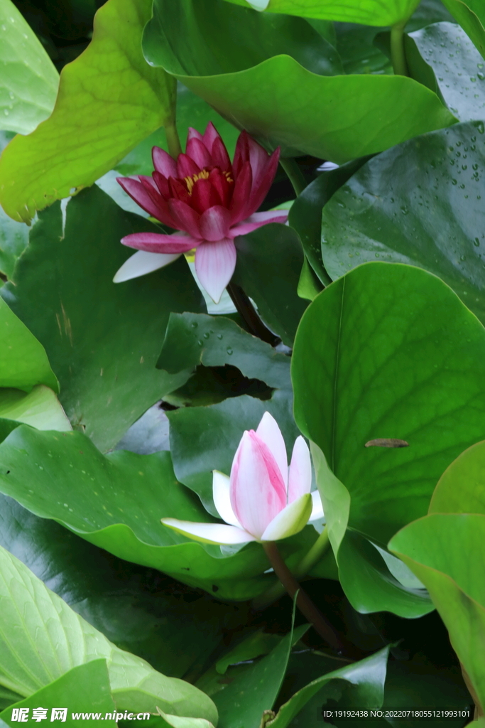 睡莲花 