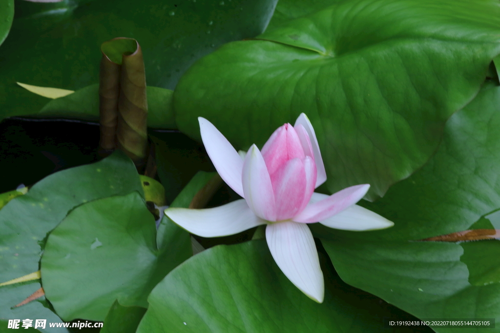 睡莲花