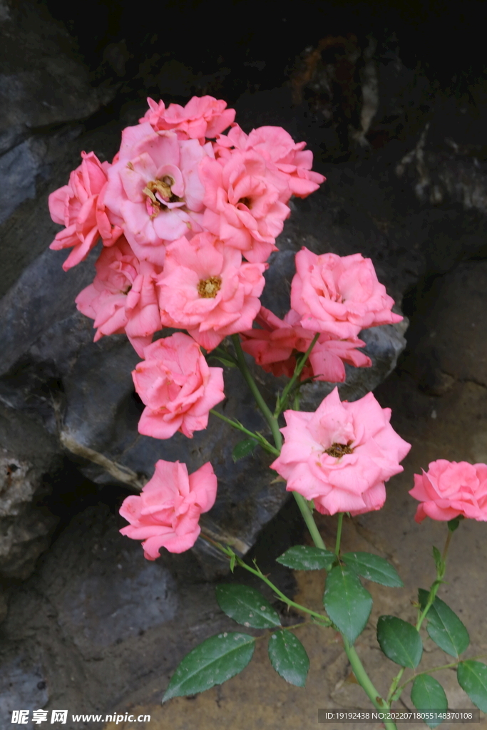 月季花 