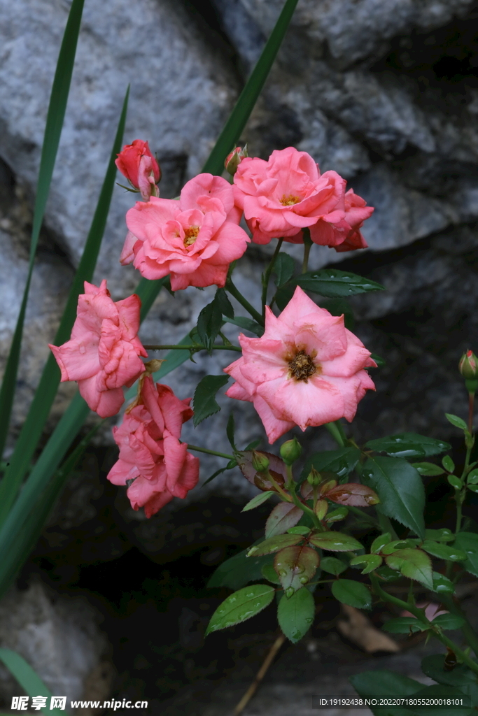 月季花 