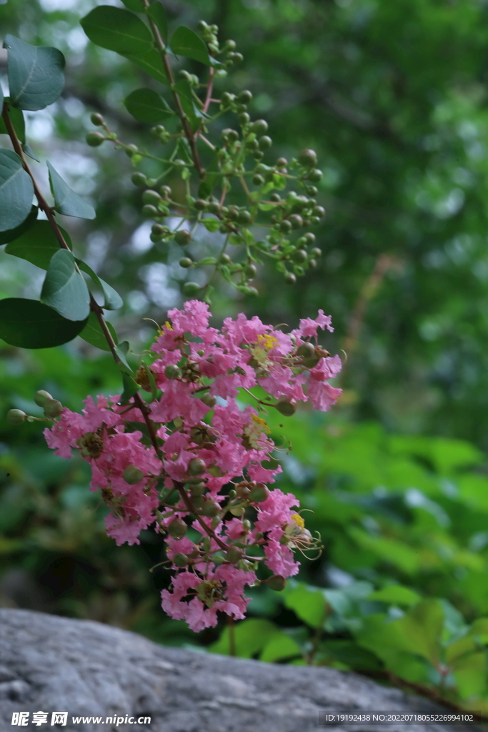 紫薇花