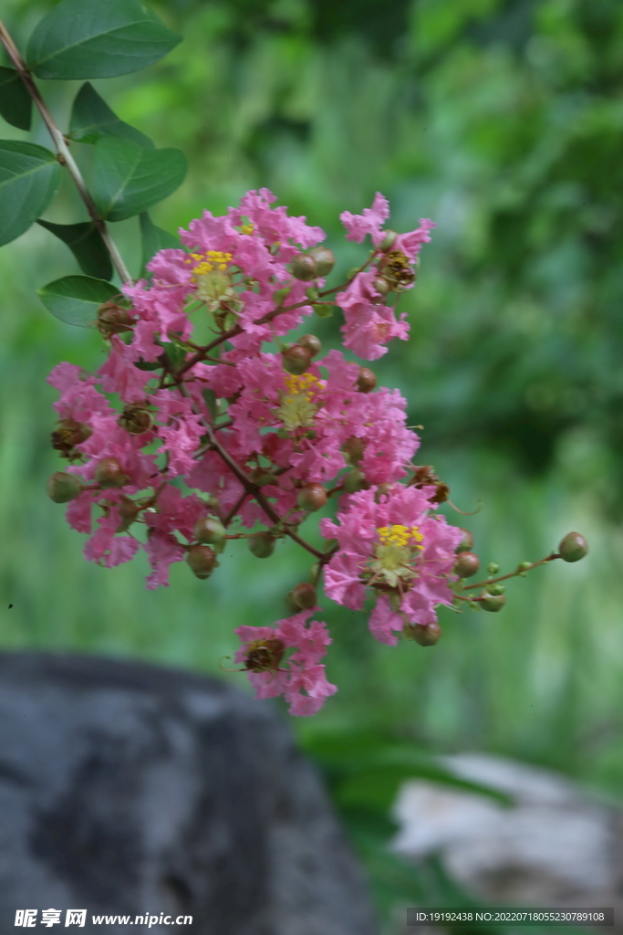 紫薇花 