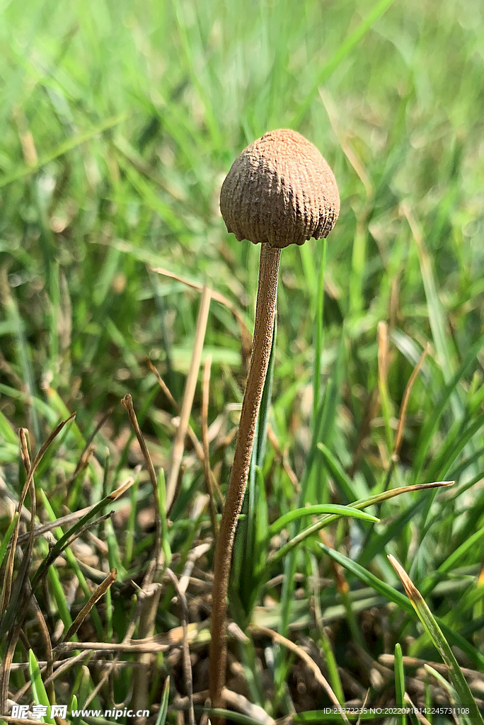 草地里野生小蘑菇