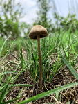 一朵小蘑菇