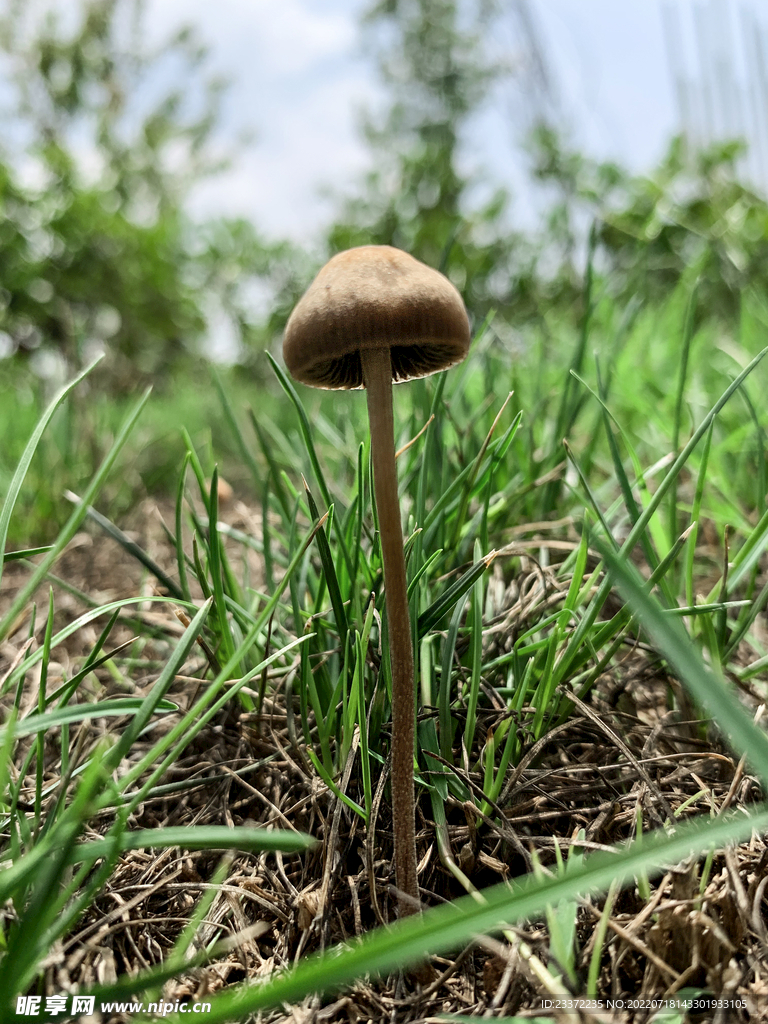 一朵小蘑菇