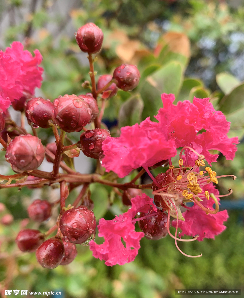 紫薇花