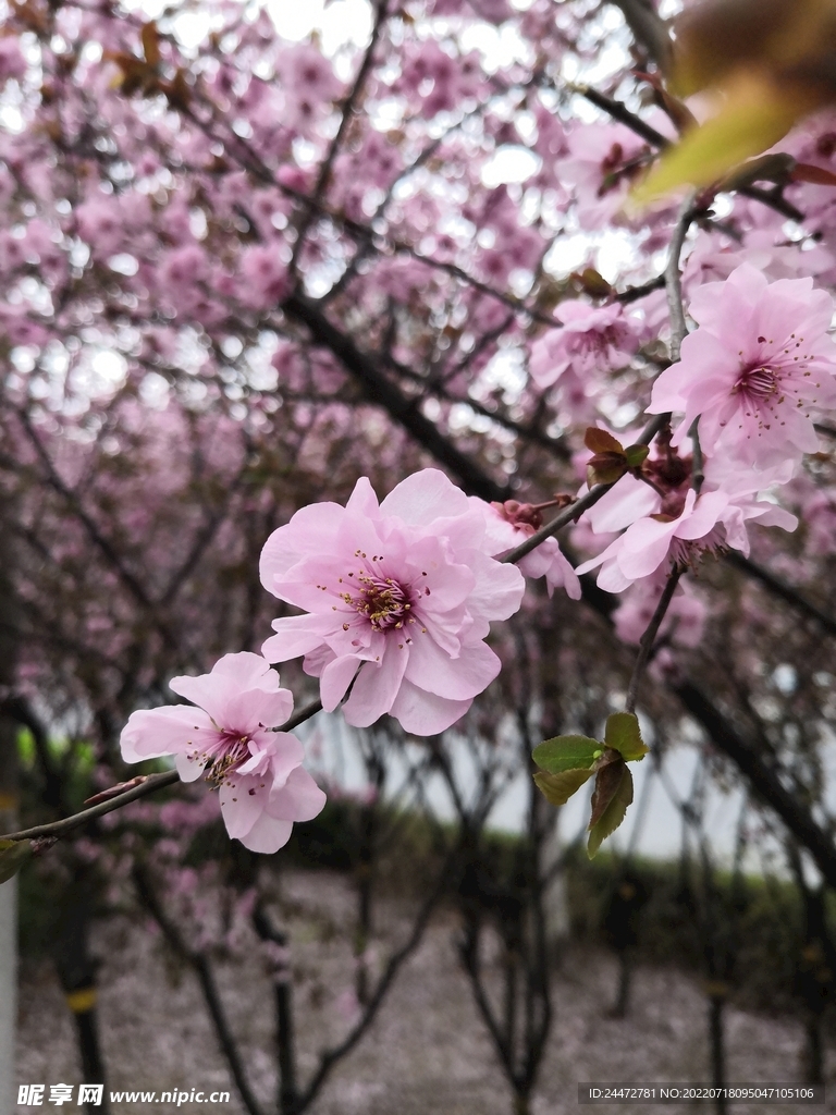 粉色的花