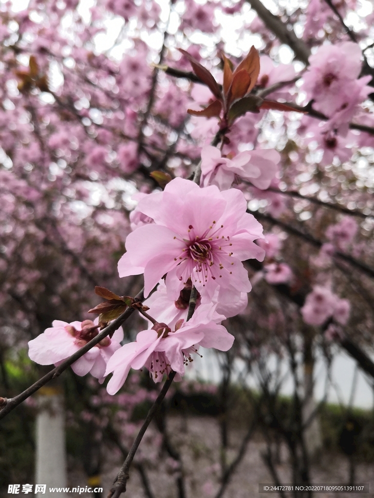 粉色的花  