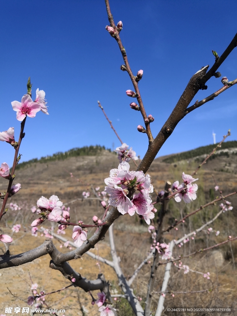 桃花