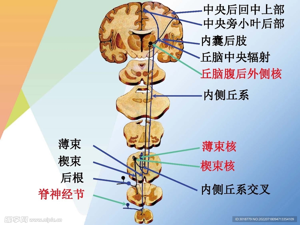 神经系统 