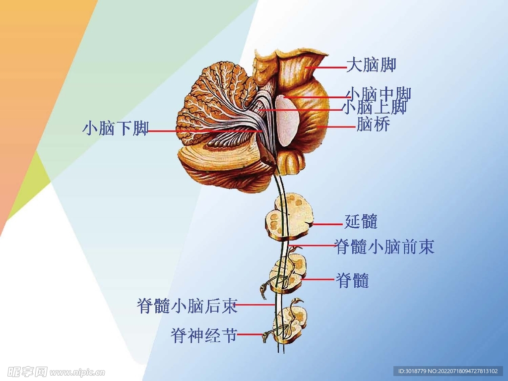 神经系统 