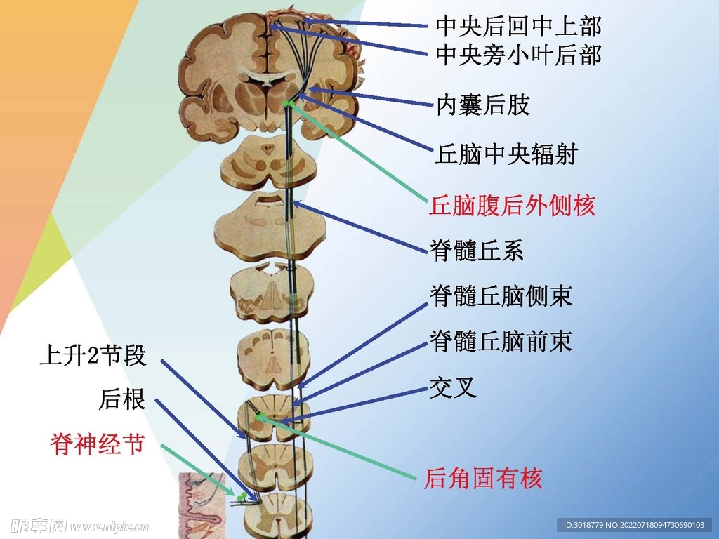 神经系统 