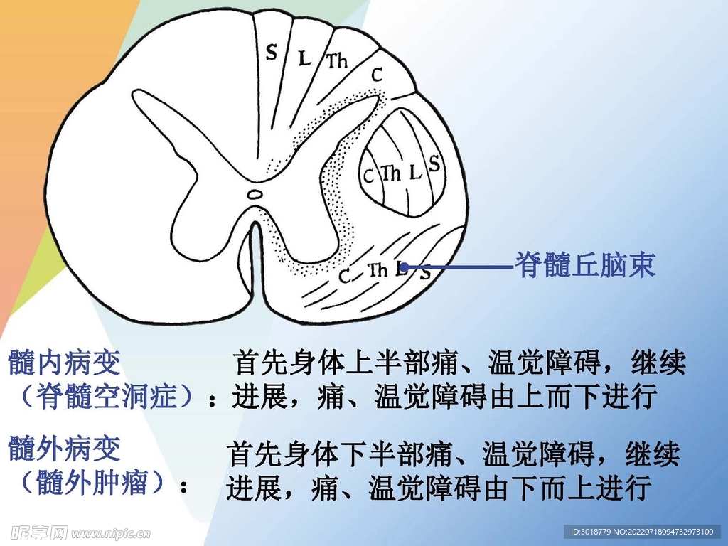 神经系统