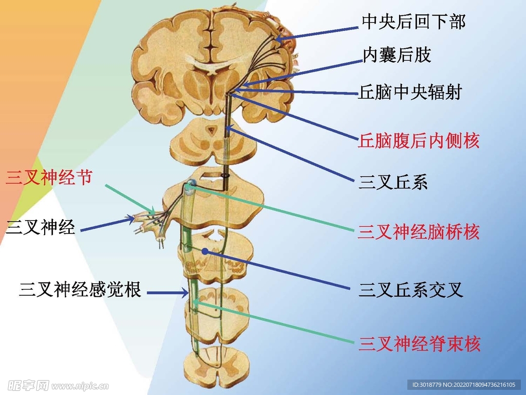 神经系统 