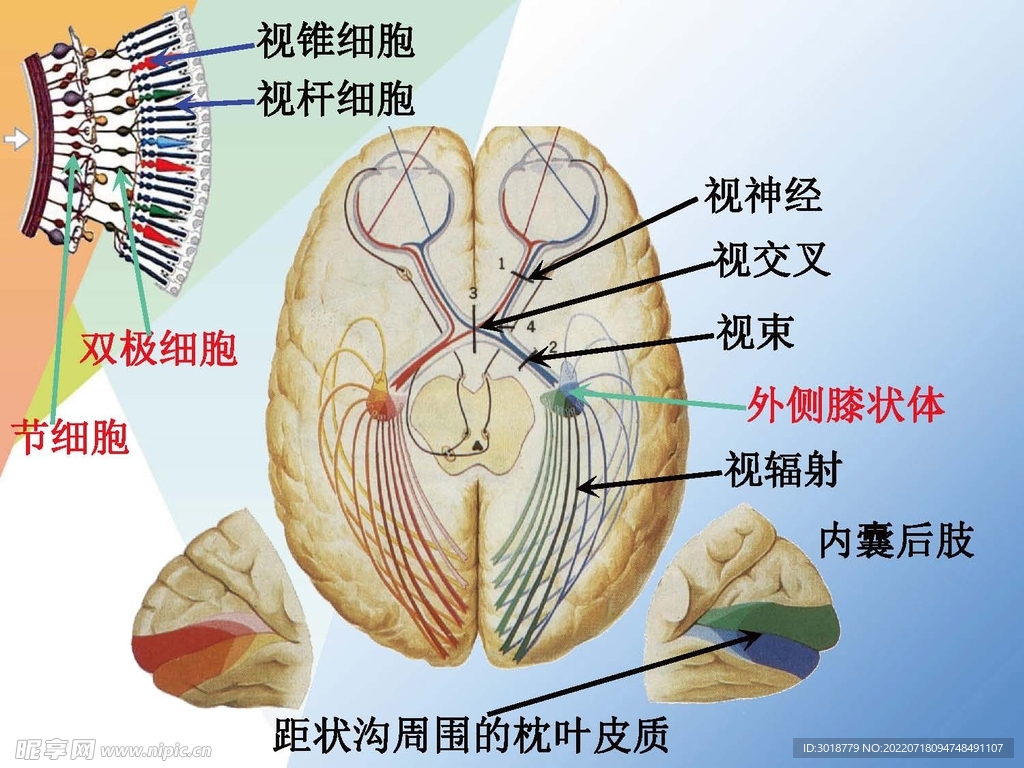 神经系统 