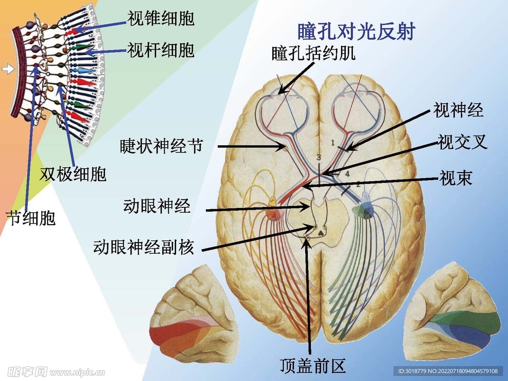 神经系统 