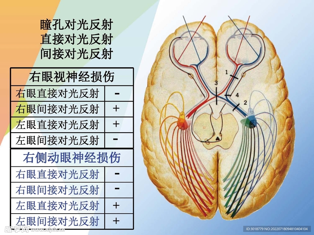 神经系统 