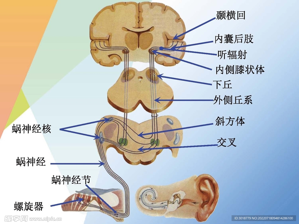 神经系统 