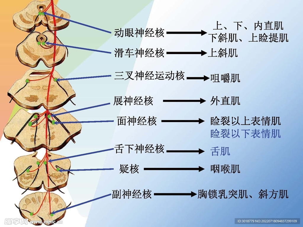 神经系统 