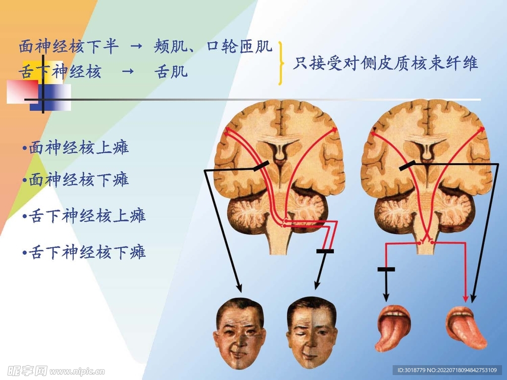 神经系统