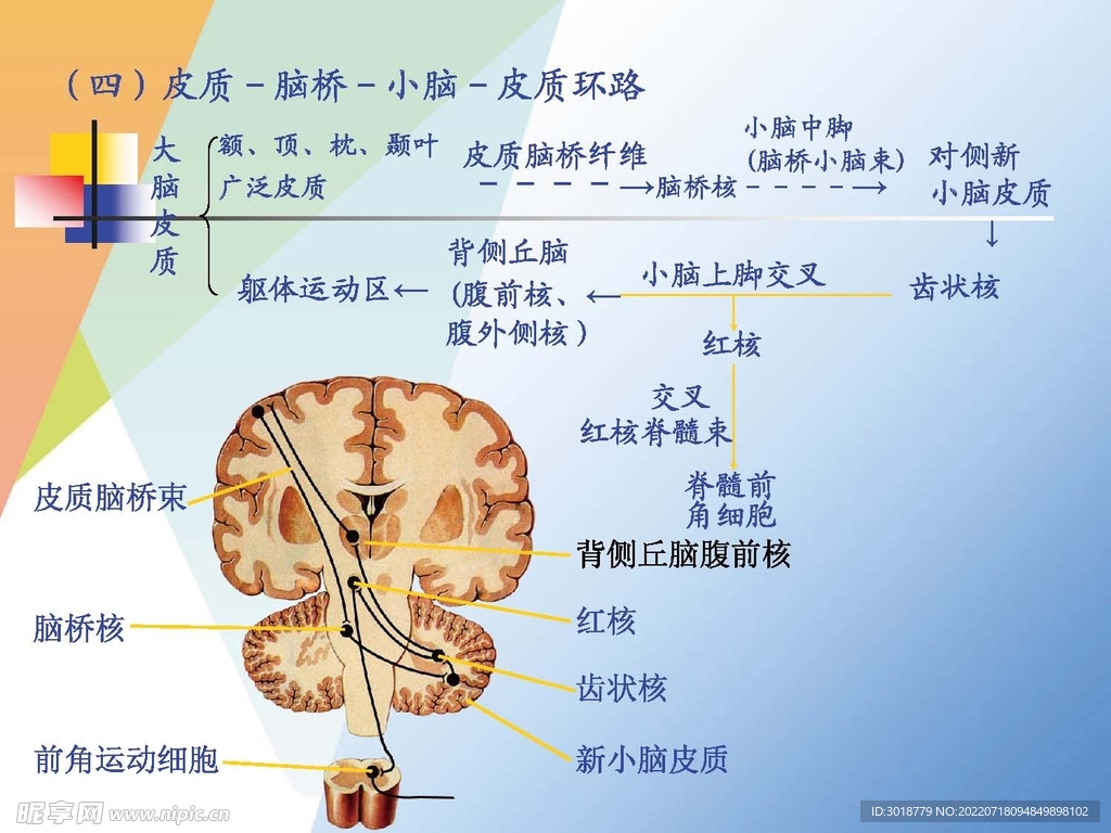 神经系统