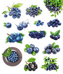 蓝莓新鲜水果PNG免抠素材