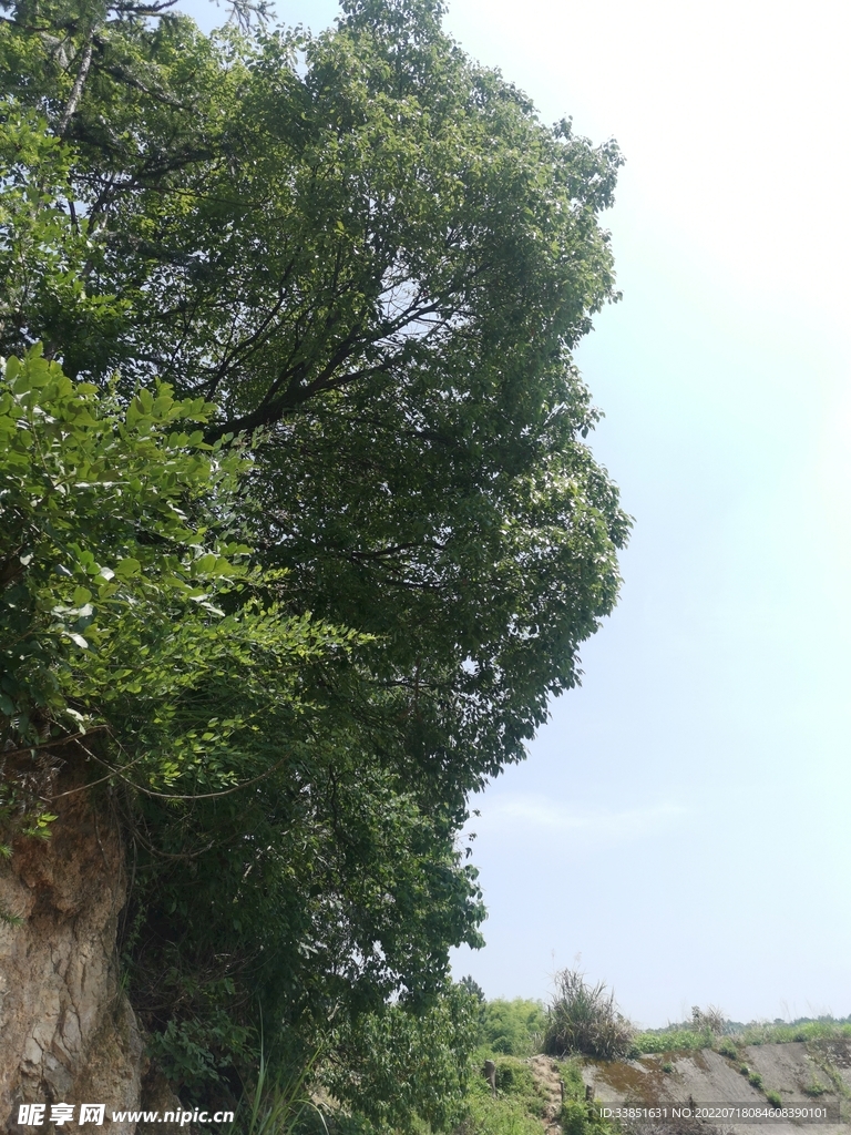 树荫蓝天