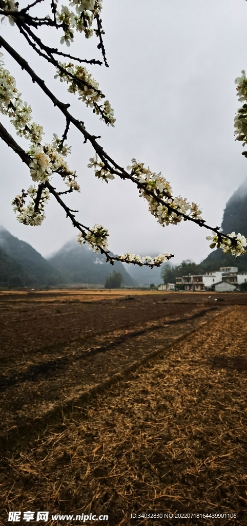 李花景色