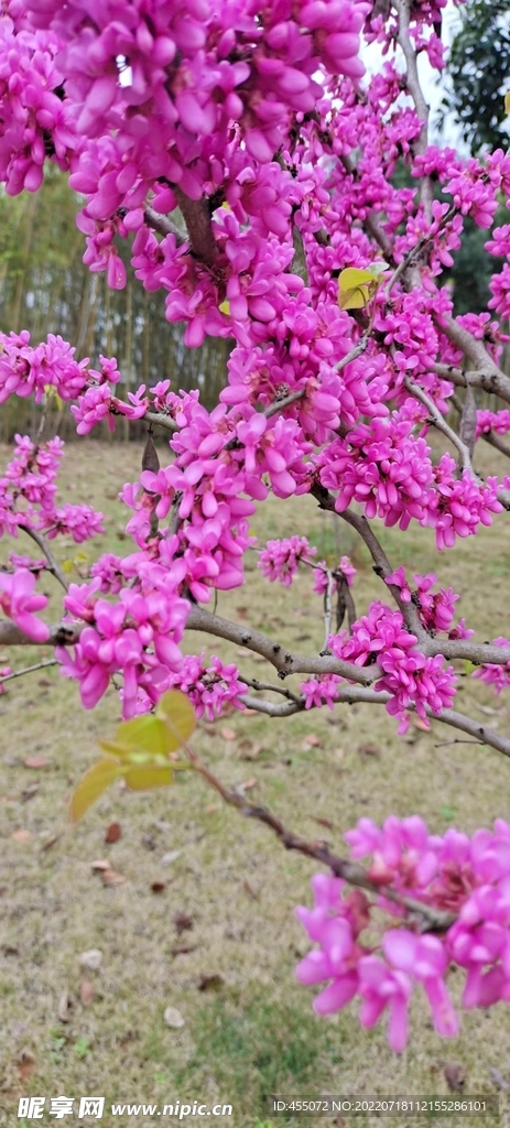 紫荆花
