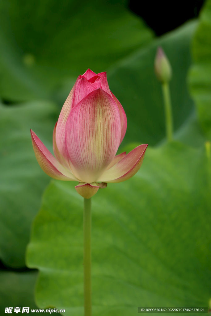 荷花花苞