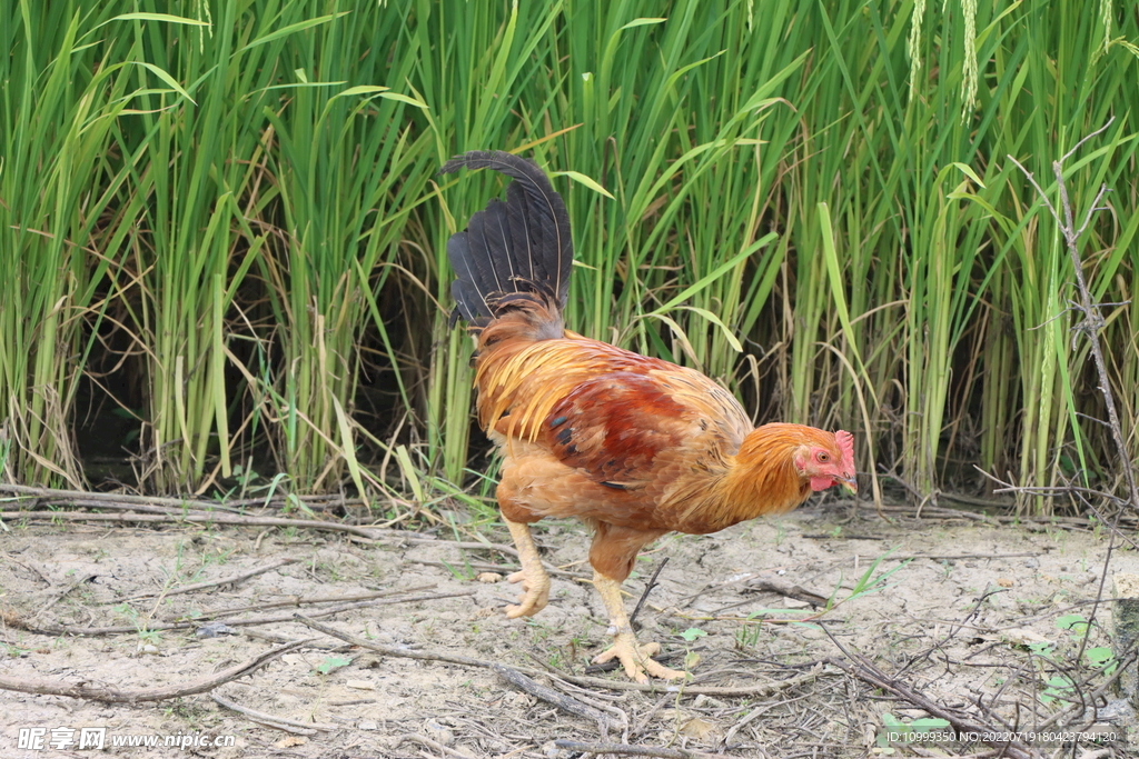 乡村土鸡