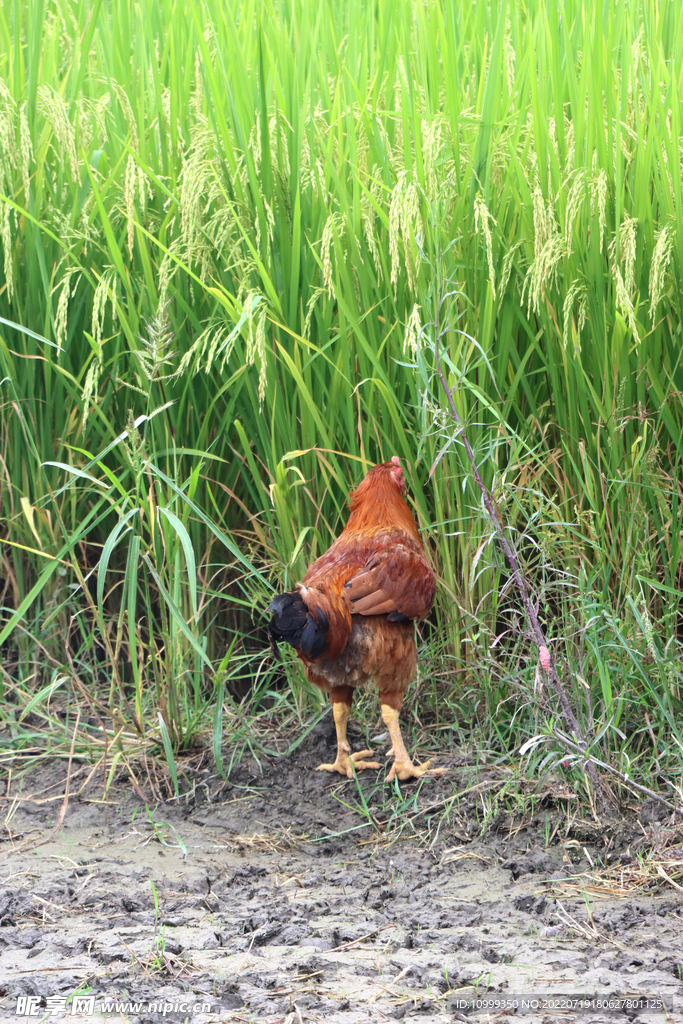 田园土鸡