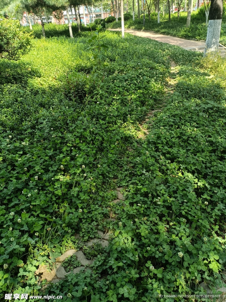 三叶草 幸运草