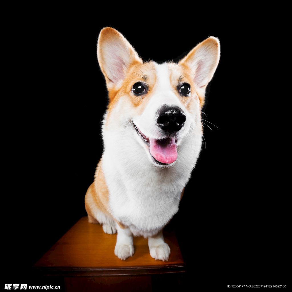 狗