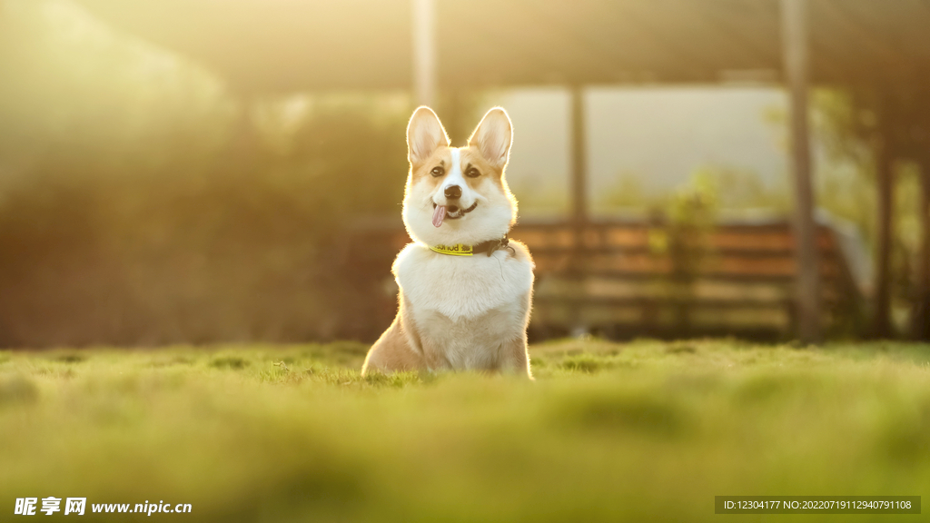 狗