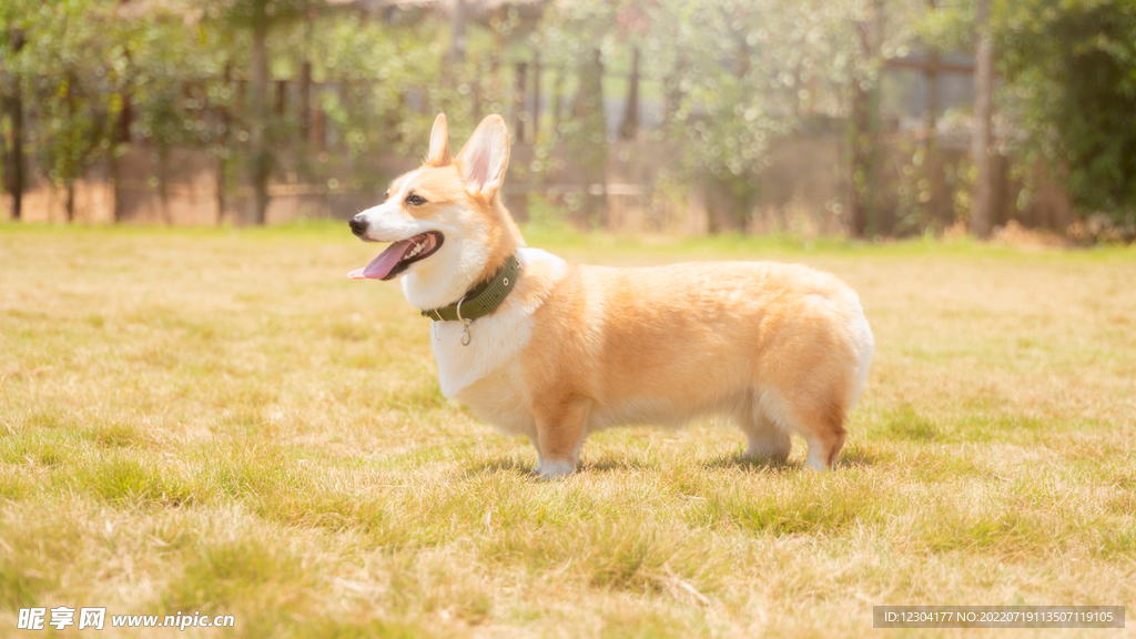 狗