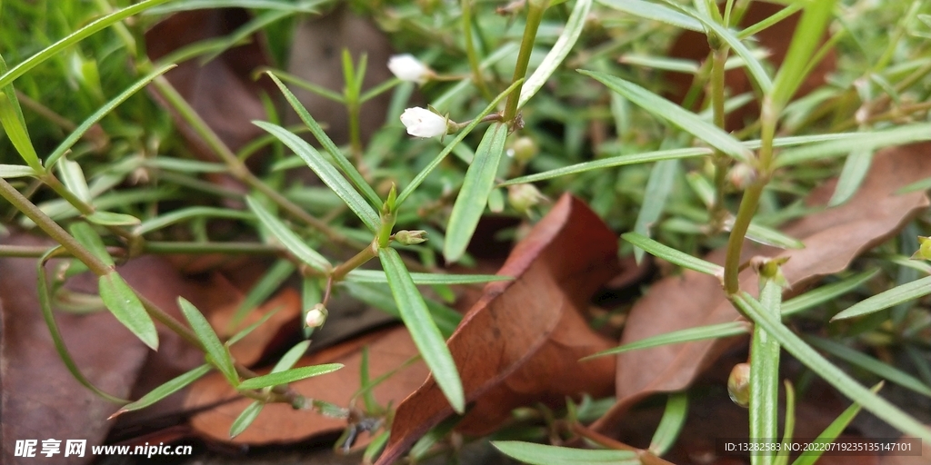 野外白花蛇舌草