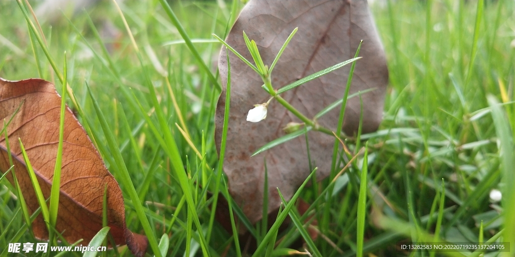 白花蛇舌草